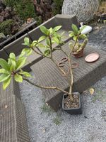 Plumeria Frangipani