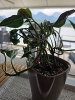 ** Epipremnum Shangri La**