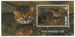 Block "Flachkopfkatze". Tongo