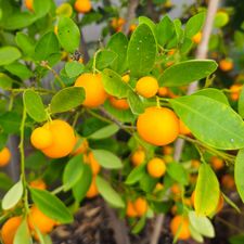 Profile image of Orangetree