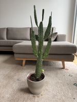 Kaktus mit Übertopf 80cm hoch