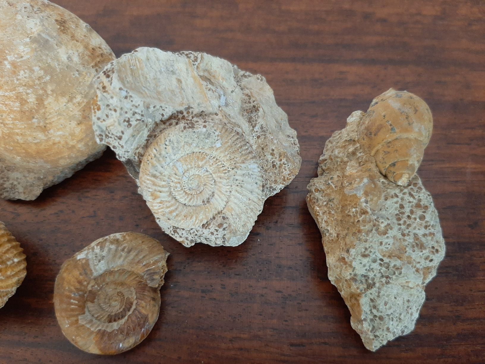 Fossilien: Verschiedene Fossilien Frankreich – Gebraucht aus Rickenbach BL von Oktober68 3