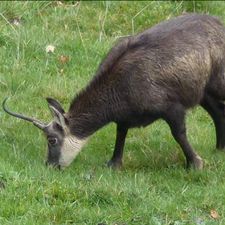 Profile image of Hirsch054