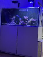 Red Sea Reefer 350 XL Komplettset inkl. Fische & Technik