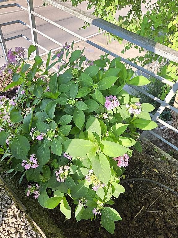 Plantes & graines: Hortensie  – D'occasion à Jona par pau_g7rc 1