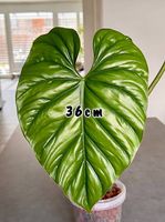 Philodendron sP Columbia XL