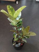 Ficus elastica 'Shivereana Moonshine' Kopfsteckling