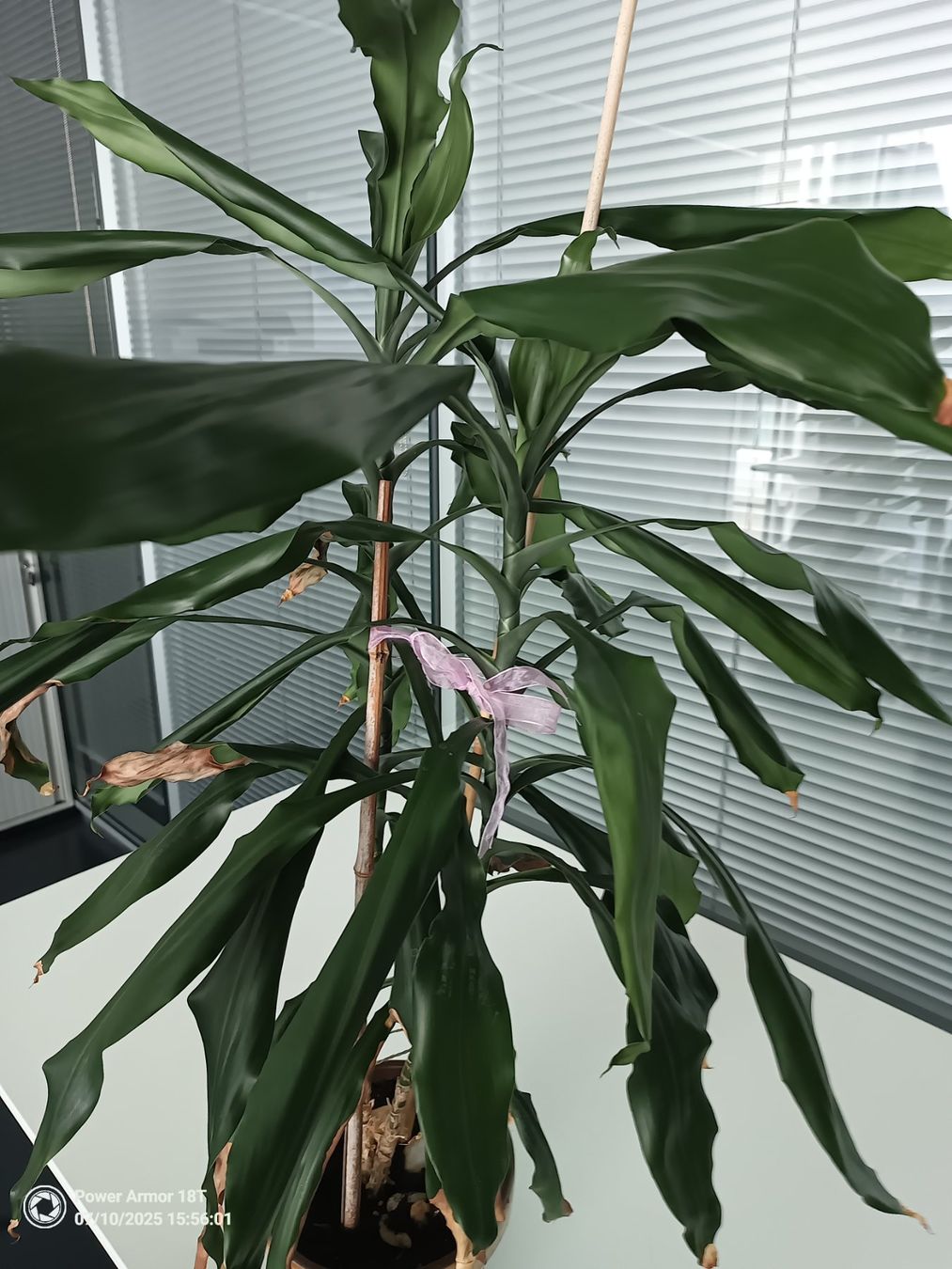 Piante & sementi: Drachenbaum (Dracaena Fragrans) – Usato da Winterthur venduto da Kristiinag 2