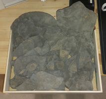 Lot Ammoniten Holzmaden (D)