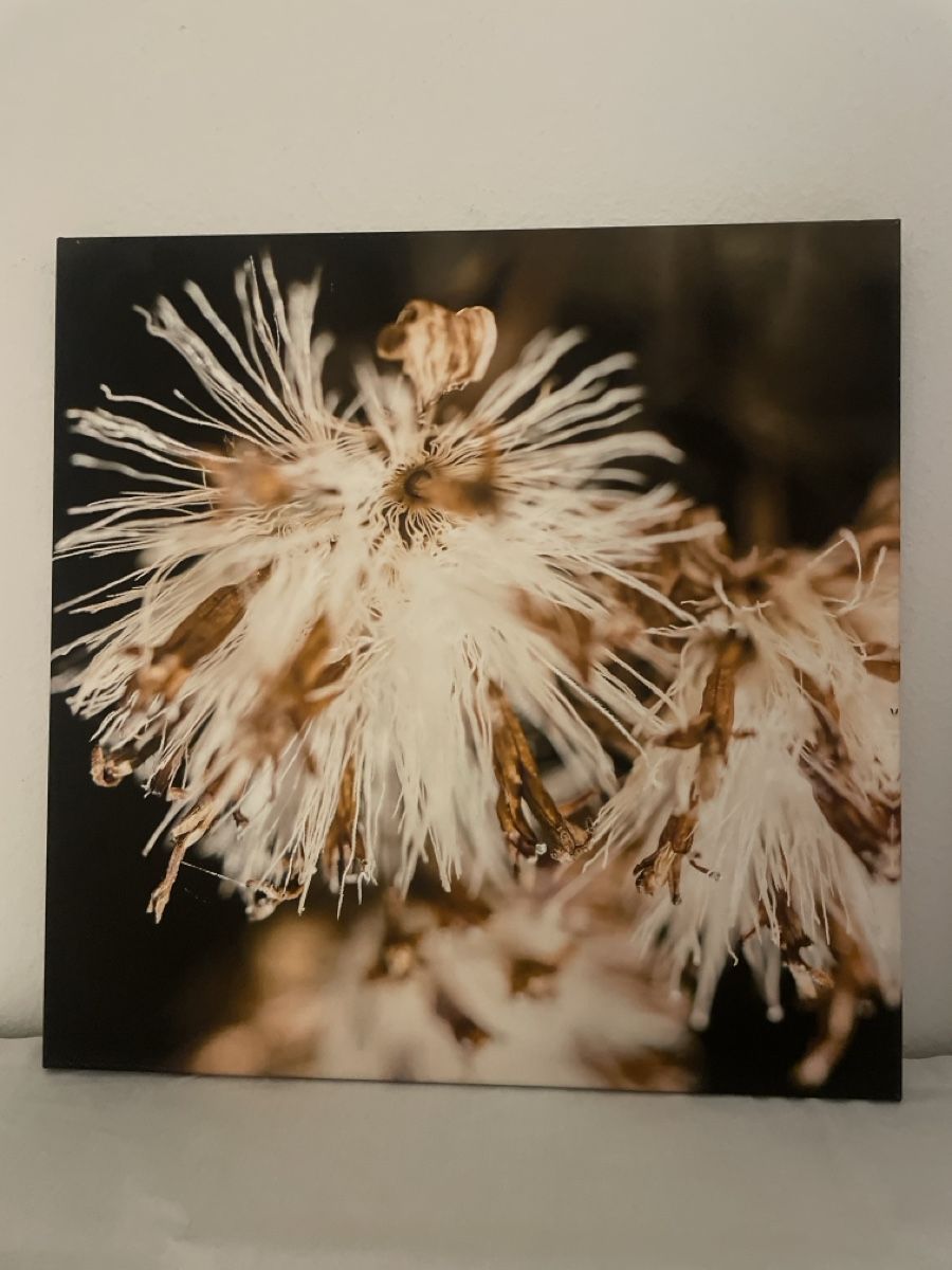 Foto & Immagini: 2 Bilder auf Leinwand – Usato da Richterswil venduto da Wildampfer 4