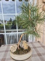 Wunderschöner Bonsai Baum Kiefer mit Steinen für Ihr Zuhause
