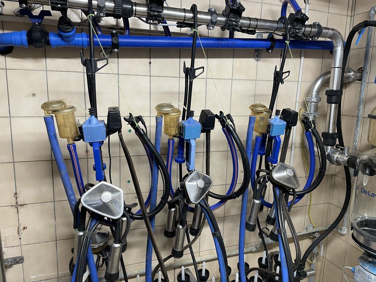 Tutte le macchine: Melkmaschine Melkzeug DeLaval – Usato da Hergiswil LU venduto da 19JZ87