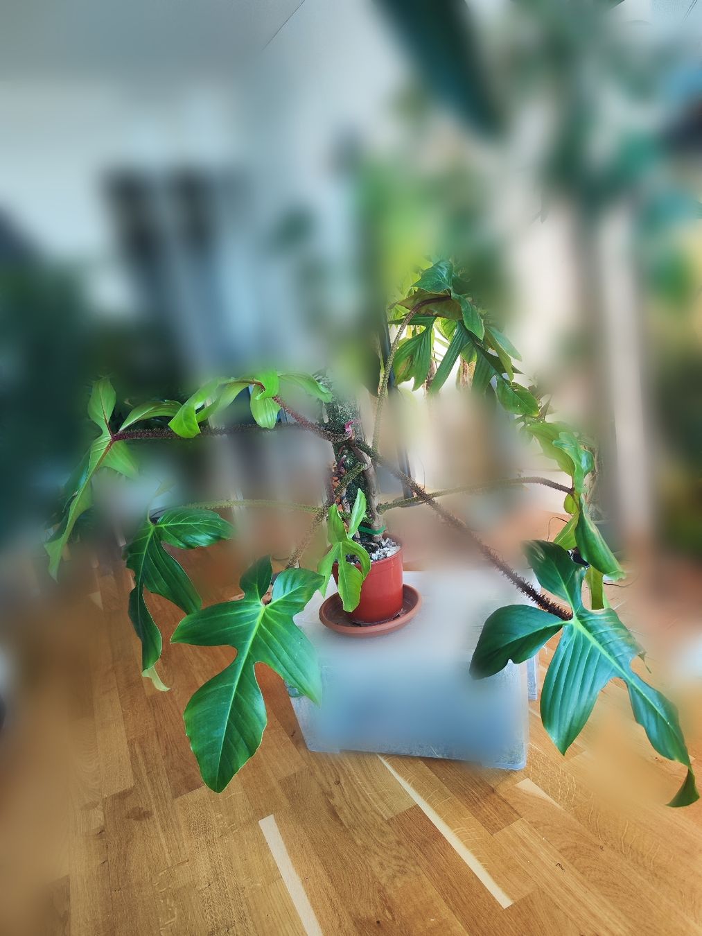 Piante & sementi: Philodendron Squamiferum – Usato da Allschwil venduto da Corini