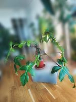 Philodendron Squamiferum