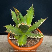 Agave Titanota Gentry - Rarität Deiner SukkulentenSammlung