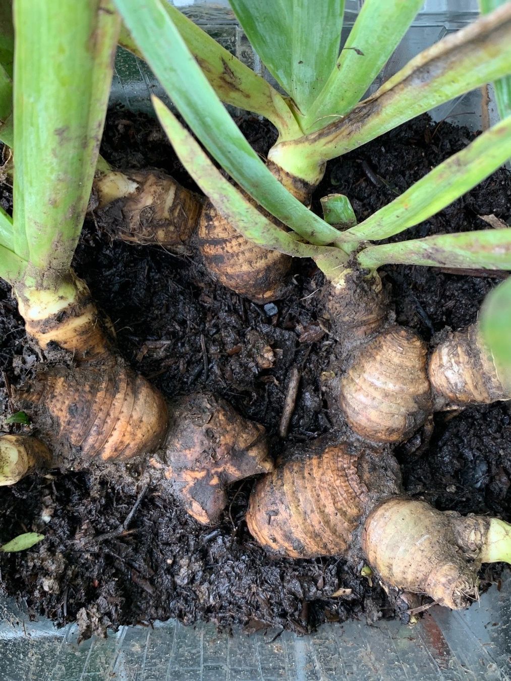 Pflanzen & Samen: 1 Bartiris Schwertlilie hitzebeständig Gartenpflanze – Neu (gemäss Beschreibung) aus Auenstein von mar_8mxd 7