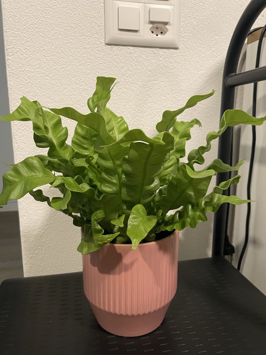 Piante & sementi: Asplenium nidus, cute plant with pot – Usato da Uster venduto da momogarden