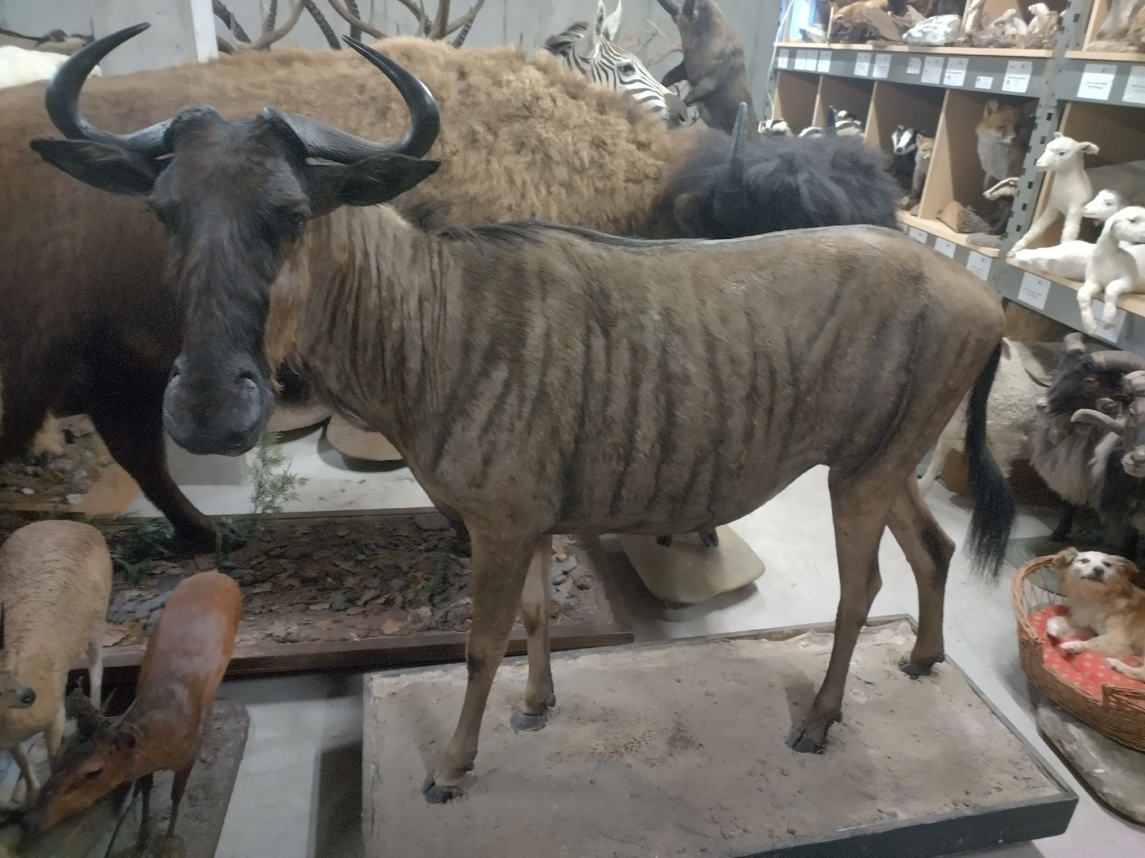 Il mondo degli animali: Präpariertes Streifengnu  /  Gnu  /  Antilope – Usato da Wettingen venduto da Bwalti
