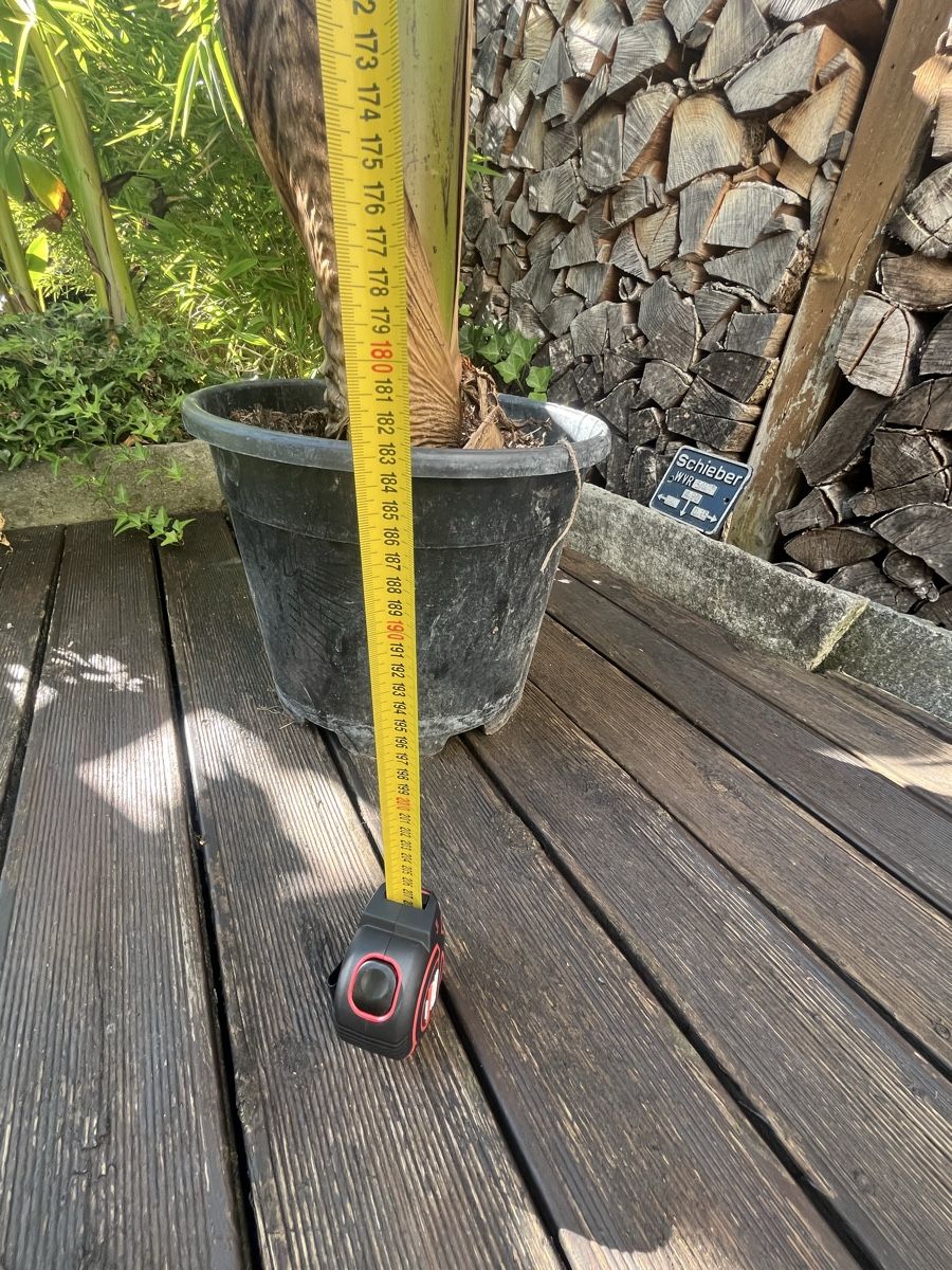 Piante & sementi: Bananen Baum  ca. 220 cm gross, – Usato da Rüti ZH venduto da Walti0 3