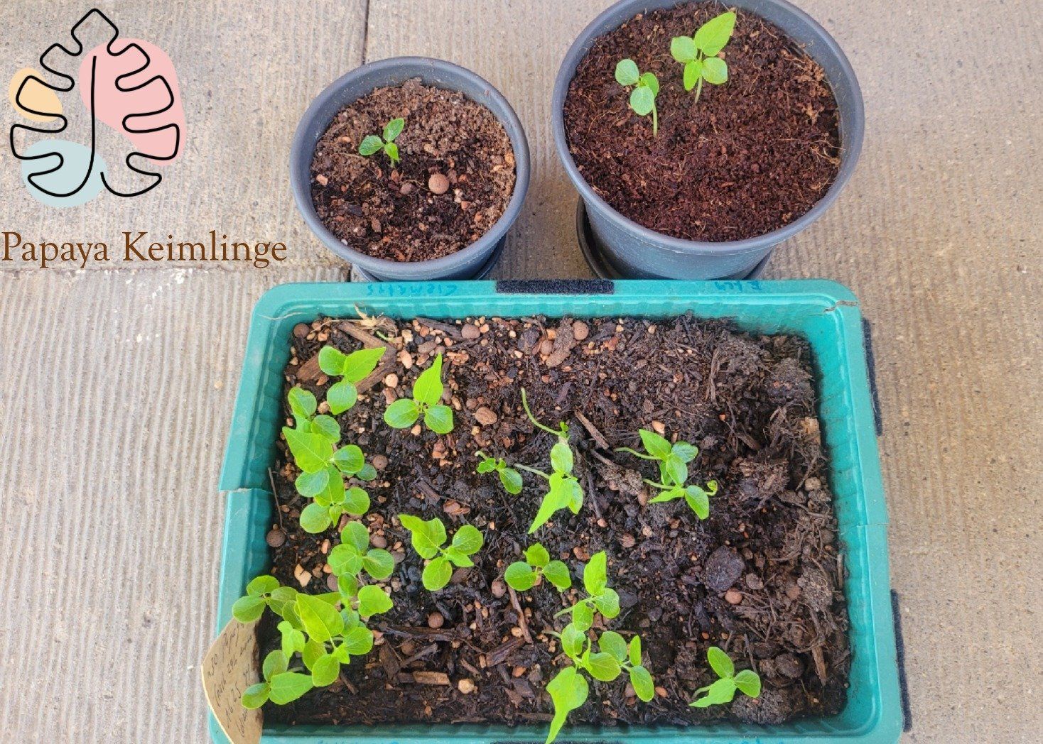 Plantes & graines: Papaya Keimlinge – Neuf (Voir description) à Müntschemier par cas_xfd8