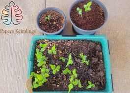 Papaya Keimlinge