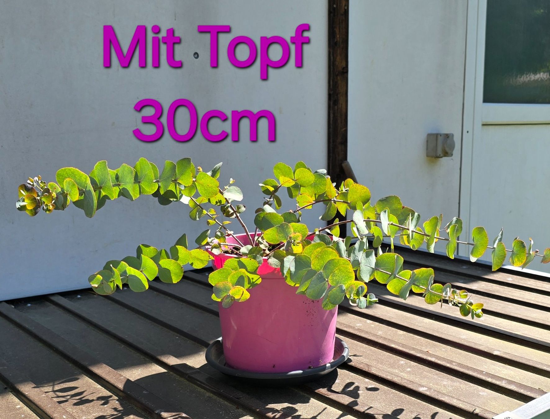 Piante & sementi: Eukalyptus im Topf Klein – Usato da Aarburg venduto da popkorn65