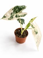 🌿🤍💚 Wunderschöne panaschierte Alocasia✨✨🌿