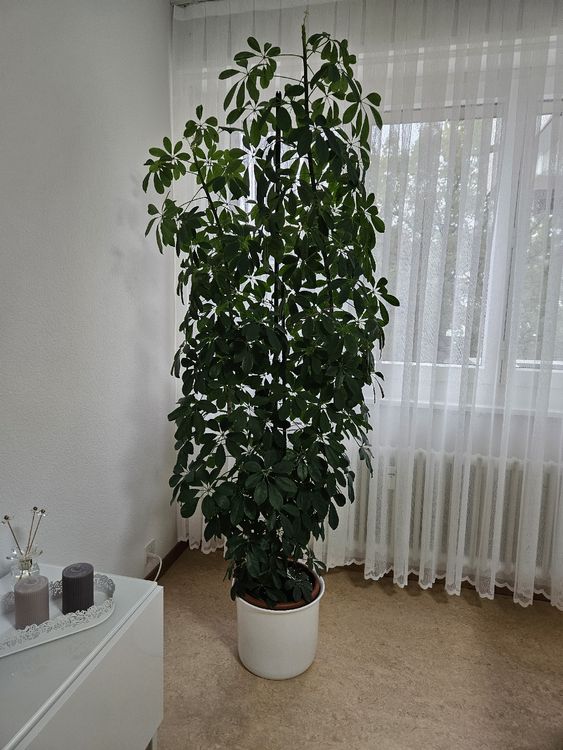 Brasilianische Holzpflanze Mit Mnchfigur - Glcksbaum Schreibtischdeko,  Zimmerpflanze Fr Wohnzimmer, Bro, Balkon & Terrarium