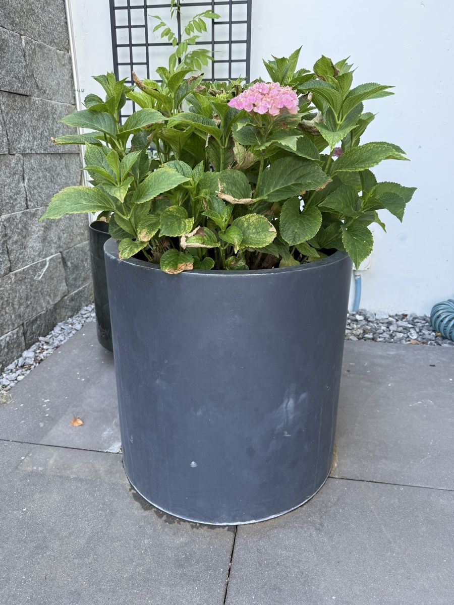 Pots de fleurs: Gartentopf mit Hortensien – D'occasion à Birmensdorf ZH par Fiona88fiona