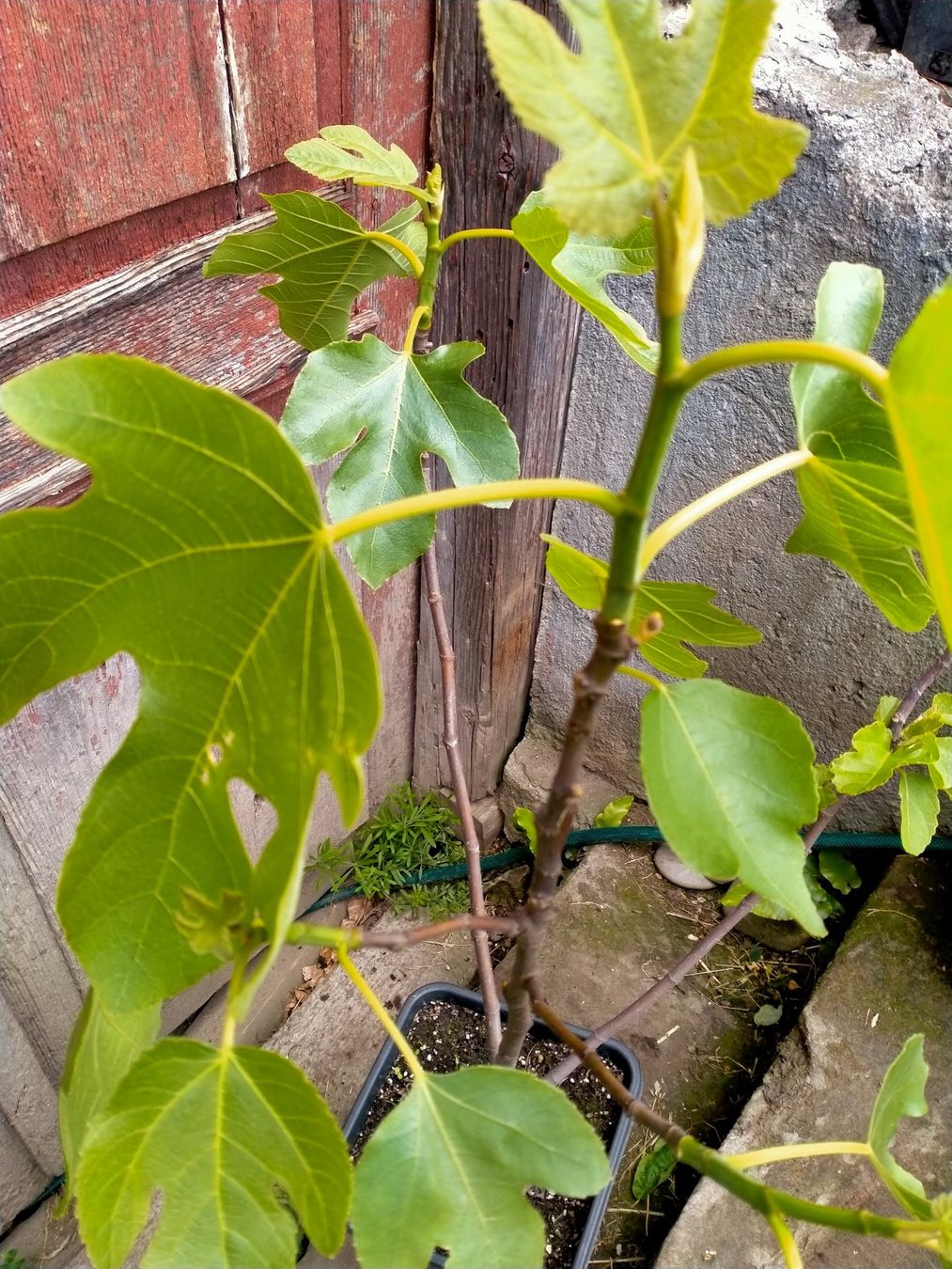 Piante & sementi: Bio Feigenbaum Höhe mit Topf ca. 100cm (14) – Usato da Küssnacht am Rigi venduto da perlboote 2