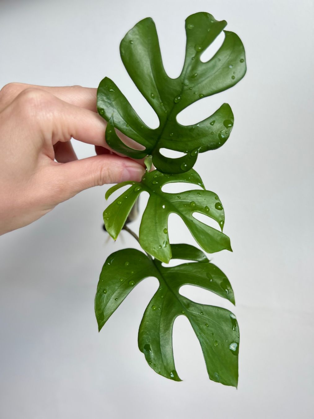 Piante & sementi: Monstera minima Kopfsteckling🔥 – Usato da Glattpark(Opfikon) venduto da ste_n99y