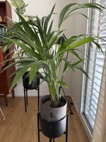 Areca Palm Plant in Lechuza pot with stand