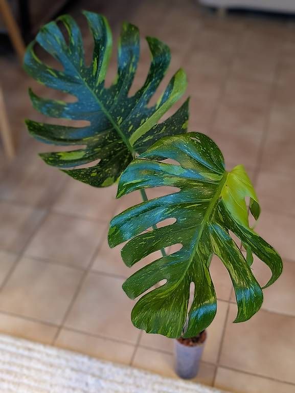 Pflanzen & Samen: Monstera Deliciosa Electrolyte/ Electrolight Variegata – Neu (gemäss Beschreibung) aus Faulensee von plantmama