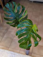 Monstera Deliciosa Electrolyte/ Electrolight Variegata