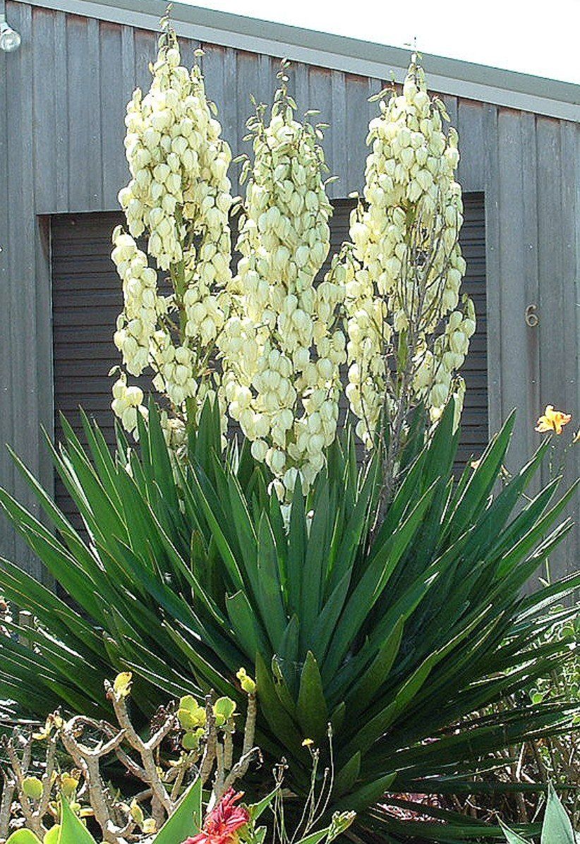 Piante & sementi: YUCCA PALMLILIE – Nuovo (secondo la descrizione) da Jona venduto da Sleon02