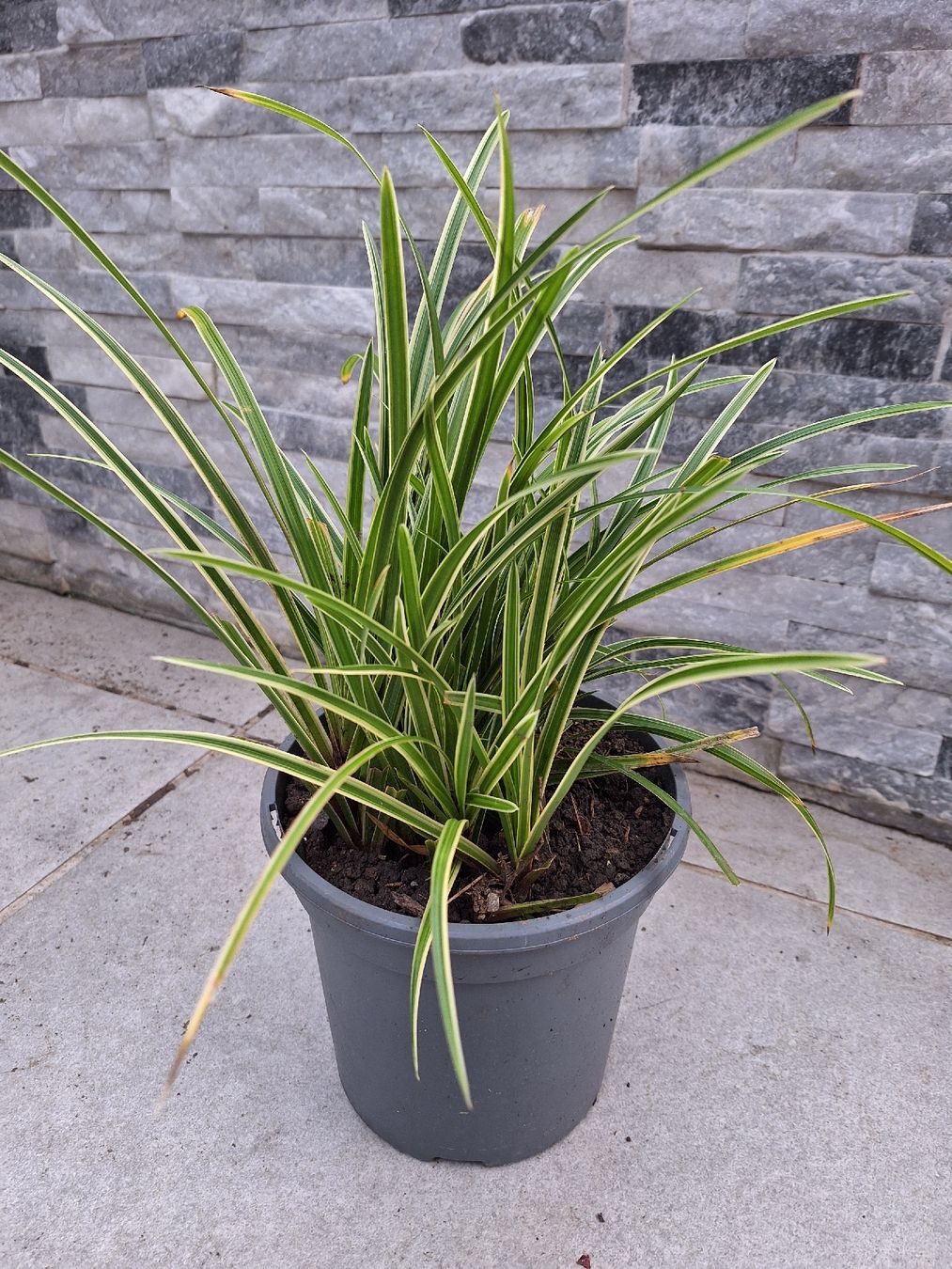 Piante & sementi: Ziergrass – Usato da Ettingen venduto da Platzhirsch63