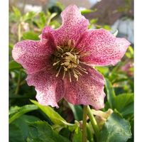 Rose de Noël - red hybrid  ( 2 PLANTS )
