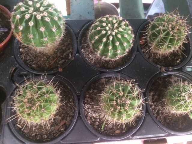 Piante & sementi: Echinopsis eyriesii – Nuovo (secondo la descrizione) da Vinelz venduto da Wellensittich55 1
