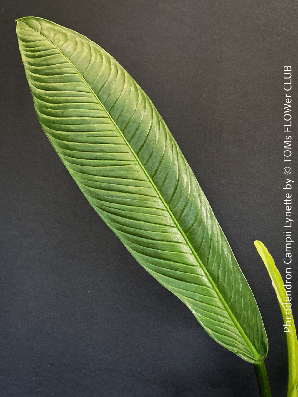 Piante & sementi: Philodendron Campii Lynette - was für ein Blattmuster – Nuovo e nell'imballaggio originale da Adliswil venduto da MarkyForest 2