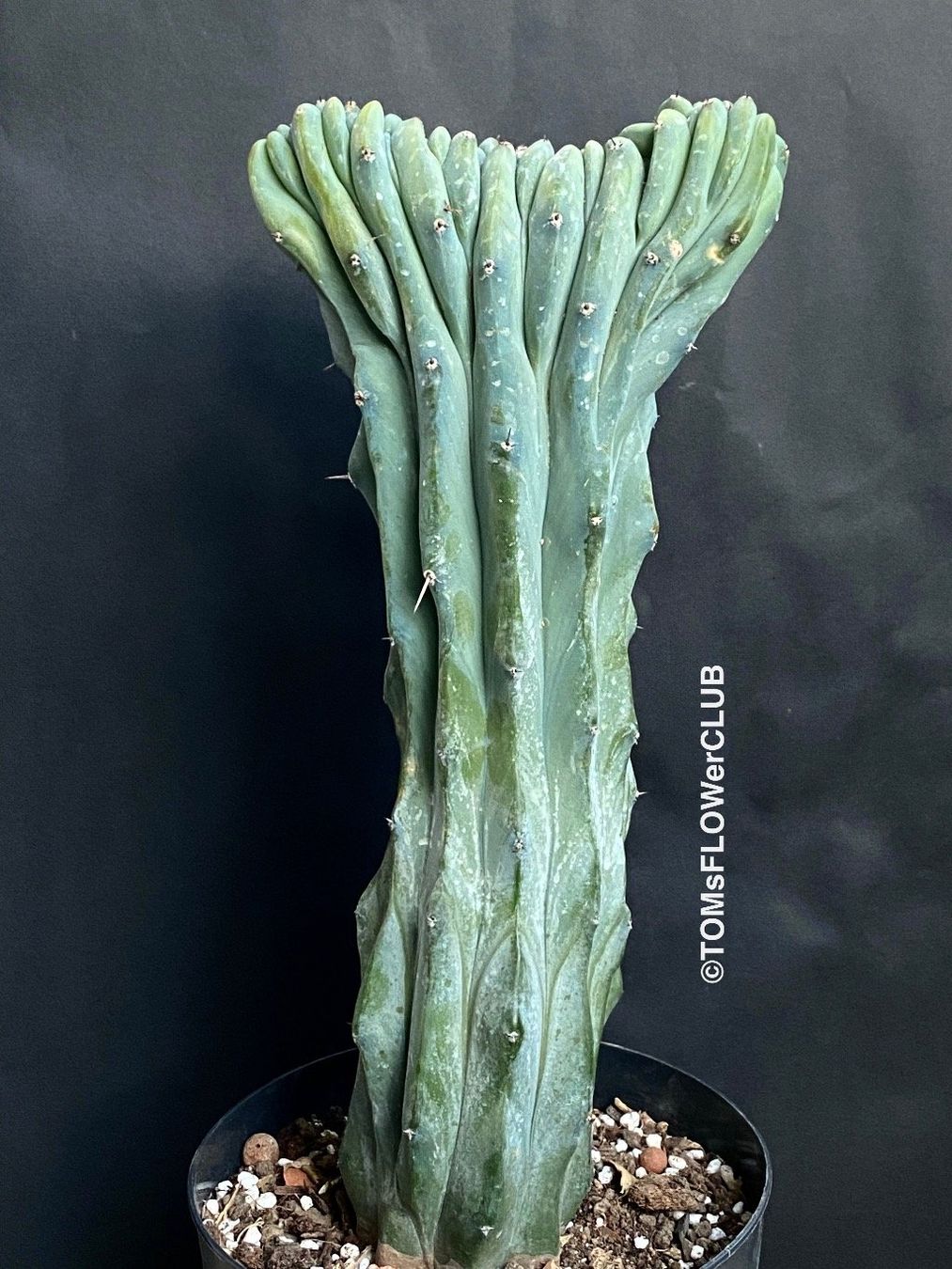Piante & sementi: Myrtillocactus Geometrizans Cristata Blue - einmalige Form – Nuovo e nell'imballaggio originale da Adliswil venduto da asTOMas963