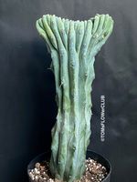Myrtillocactus Geometrizans Cristata Blue - einmalige Form