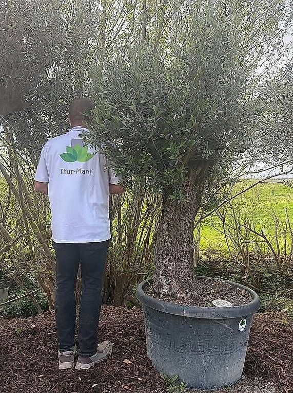 Plantes & graines: Olivenbaum "Olea Europea 19" – Neuf avec emballage d'origine à Zuckenriet par Thur_Plant