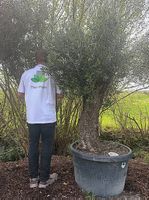 Olivenbaum "Olea Europea 19"