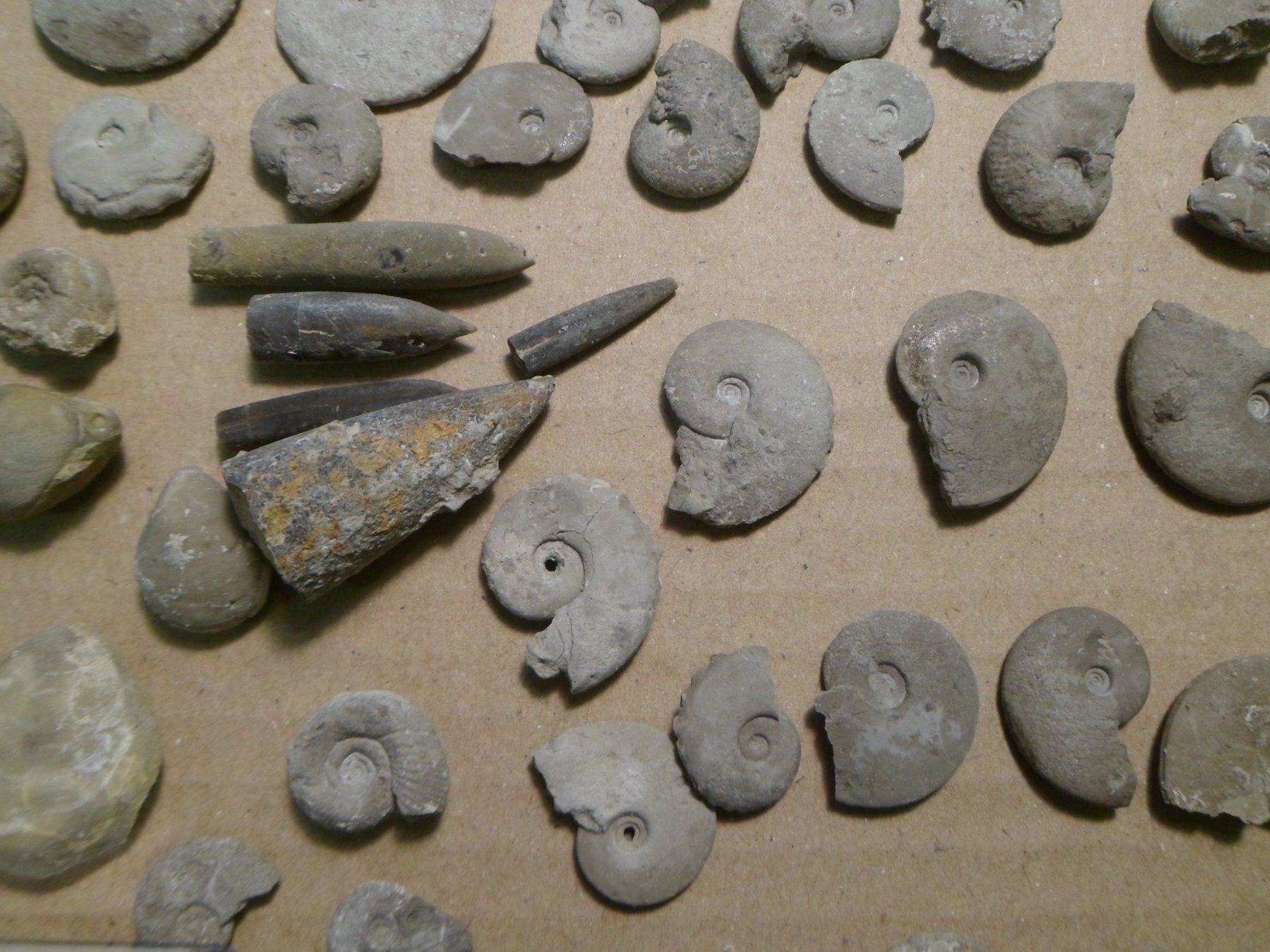 Fossili: Fossilien Sammlung Schweiz – Usato da Affoltern am Albis venduto da Fossil60 4