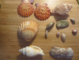 Verschiedene Muscheln