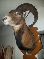 Mufflon