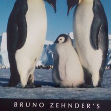 Profile image of Pinguin041