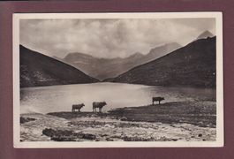 Am SCHWELLISEE bei Arosa - Kühe