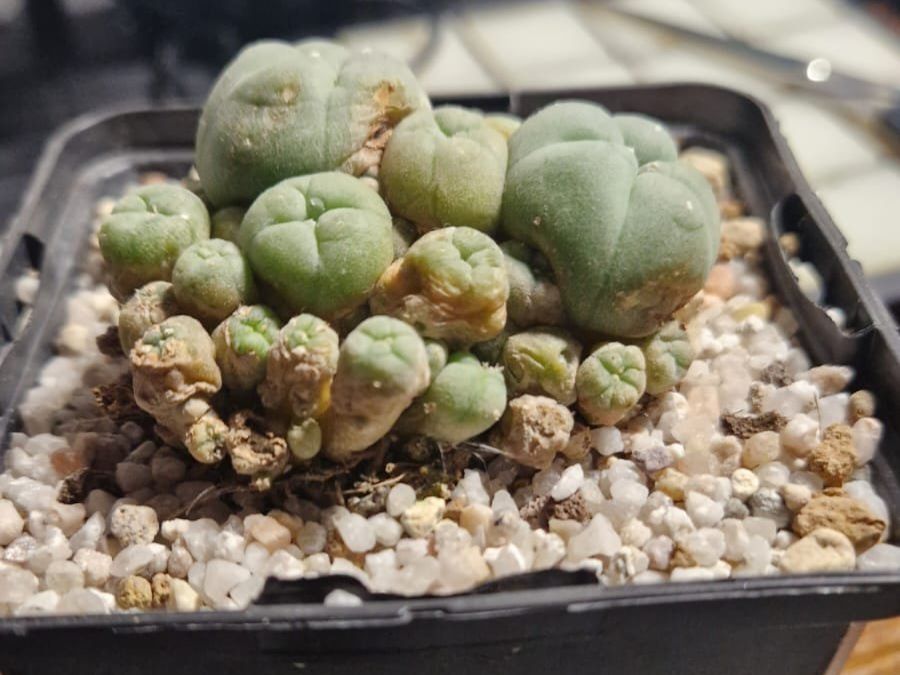 Pflanzen & Samen: Lophophora Sp. var. Caespitosa, 6cm Ø – Gebraucht aus Zürich von LophiMaster 1