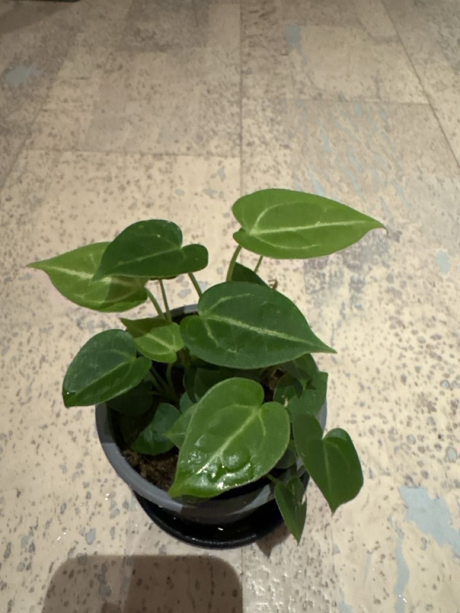 Piante & sementi: Anthurium Hybrid – Usato da Niederbüren venduto da Monde09 2